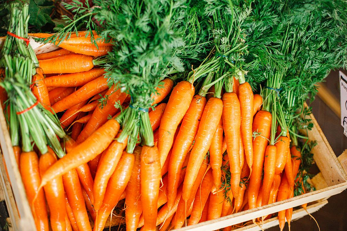 морковь Канада F1